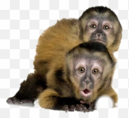 Pesuarez - Tufted Capuchin Emoji,Emotions Of A White-faced Capuchin Monkey