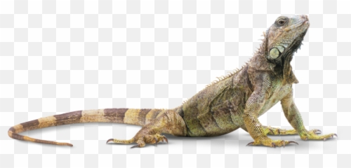 Reptiles - Lizard Png Emoji,Iguana Emoji