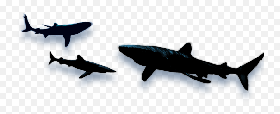 Shark Wars By Ej Altbacker - Fish Shadow Png Emoji,Shark Emoji
