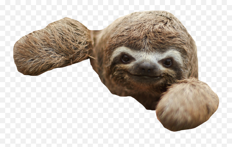 Three - Toed Sloth Baby Sloths Desktop Wallpaper Others Png Sloth Transparent Background Emoji,Sloth Emoticon Facebook