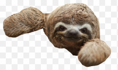 Three - Toed Sloth Baby Sloths Desktop Wallpaper Others Png Sloth Transparent Background Emoji,Sloth Emoticon Facebook