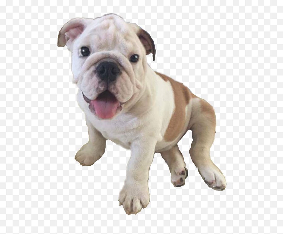 The Most Edited Bulldog Picsart - Traditional Sport Emoji,English Bulldog Emoji