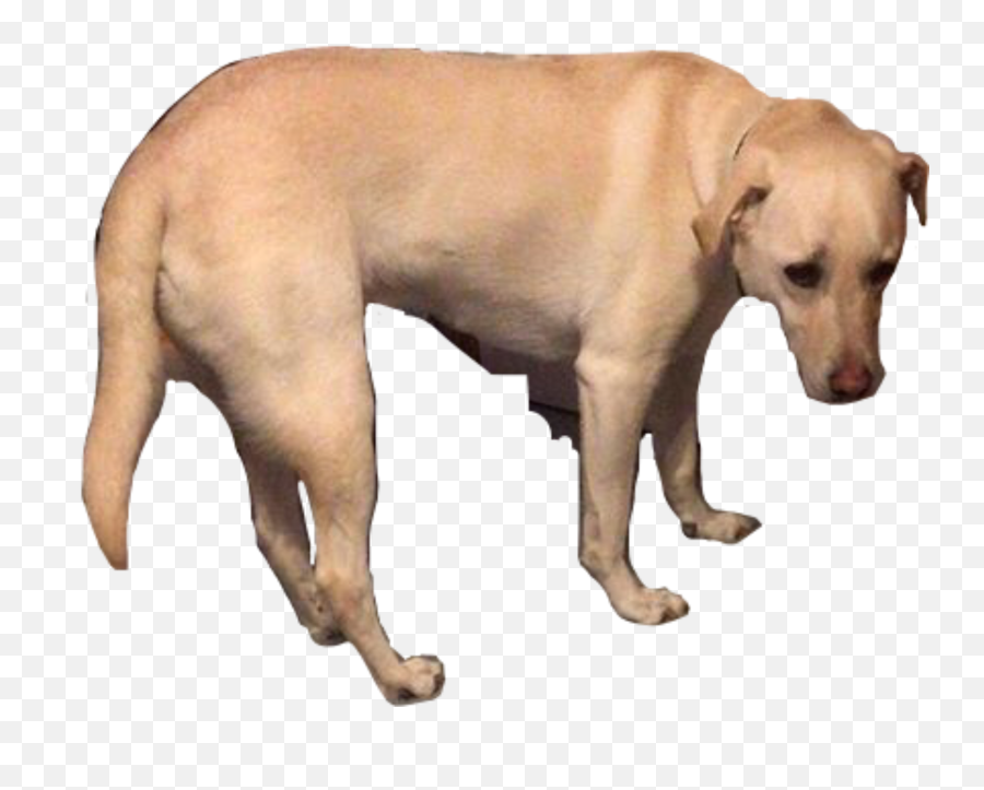 Saddog Sad Dog Sticker - Ancient Dog Breeds Emoji,Sad Dog Emoji