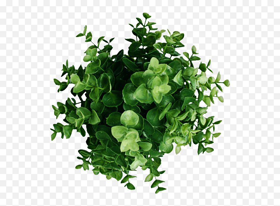Plant Top View Png Image Nature - Grassandfoliage Emoji,Plant Emoji Transparent