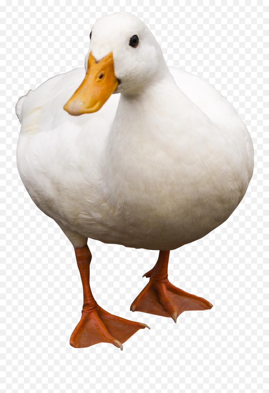 Duck American Pekin - Duck Png Download 15081770 Free Transparent Duck Png Emoji,Duck Emoji