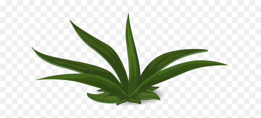 90 Free Greenery U0026 Foliage Vectors - Pixabay Green Plant Design Transparent Background Emoji,Leafy Emoji