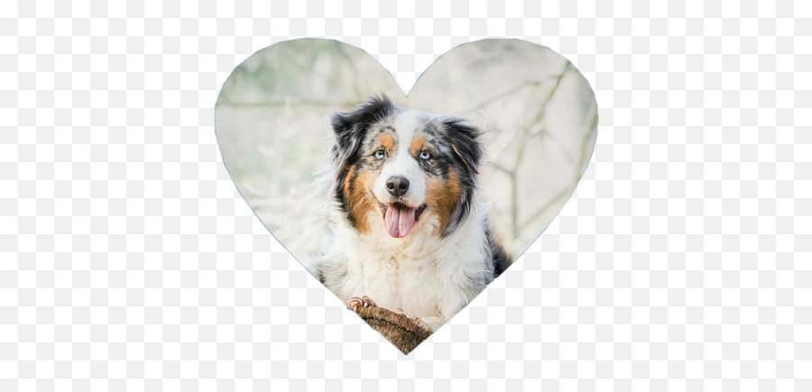 The Most Edited - Australian Shepherd Dog Emoji,Australian Shepherd Emoji