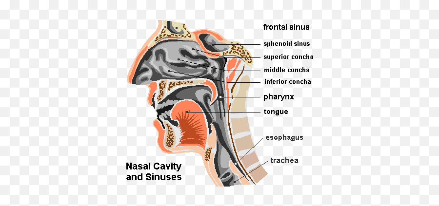 The Benefits Of Nasal Breathing Paul Cheku0027s Blog - Sinus Serve As Voice Resonators Emoji,Deadlift With Your Emotions