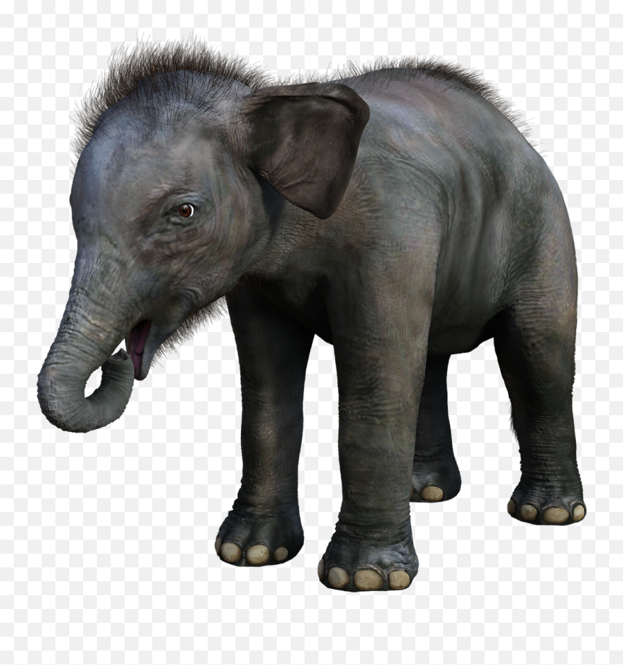 Elephant Baby Young Safari Animal - Elefante Animal Joven Emoji,Elephant Touching Dead Elephant Emotion