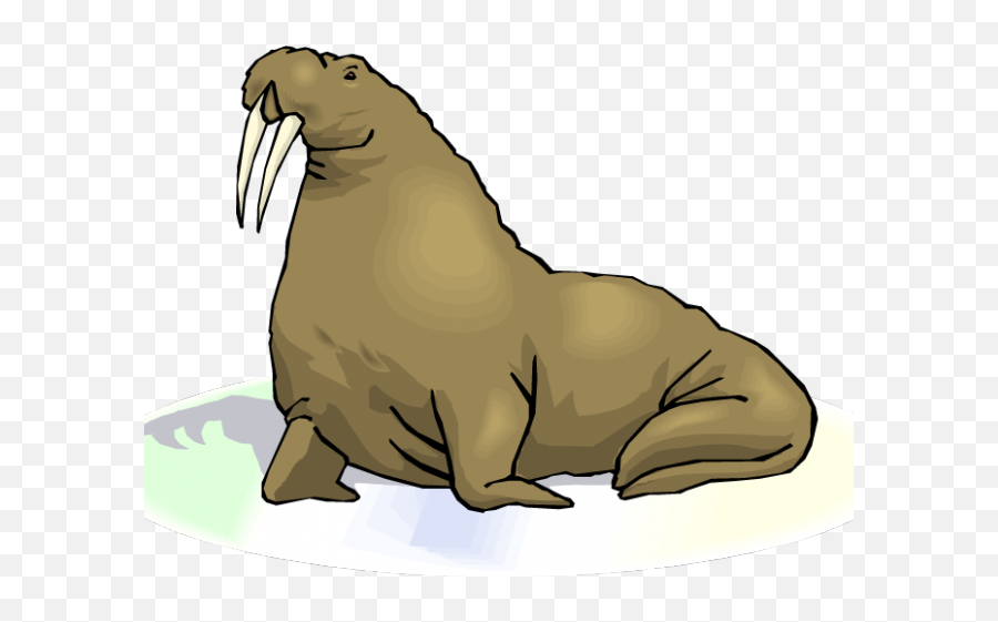 Sea Lion Clipart Transparent - Transparent Background Walrus Clip Art Emoji,Walrus Emoji