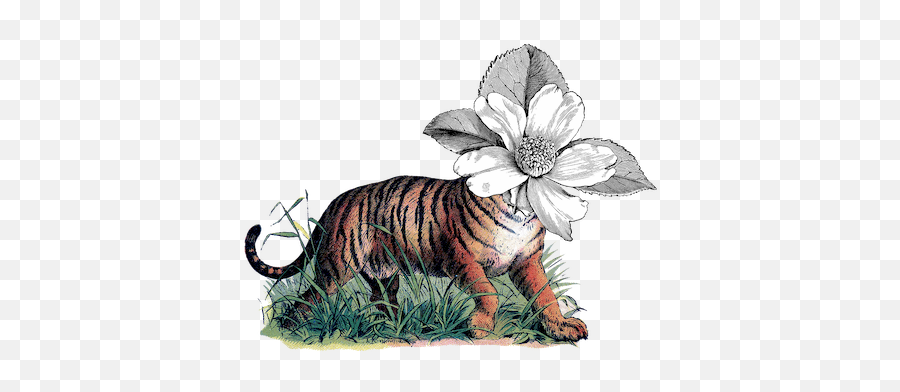 Orfeo Majnun - Bengal Tiger Emoji,Personification Of Emotions In Mythology