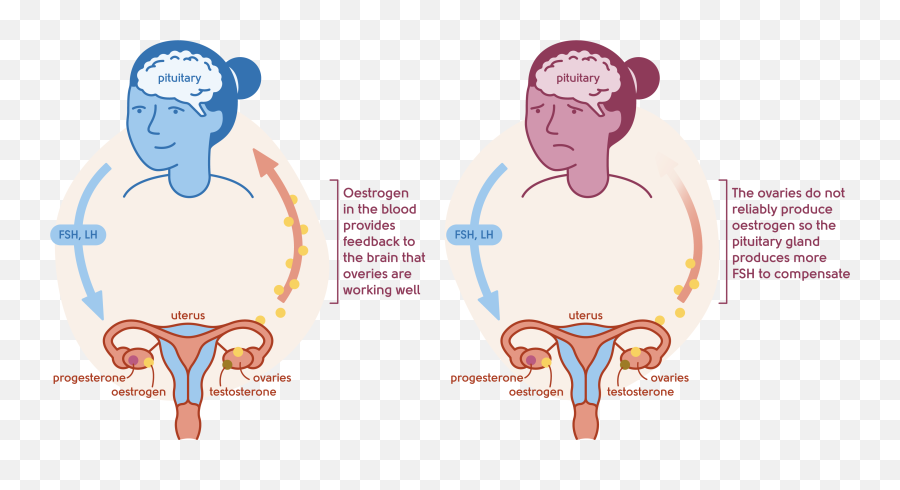 Menopause Signs And Symptoms My Menopause Centre - For Adult Emoji,Strange Pear Hoe Emotion