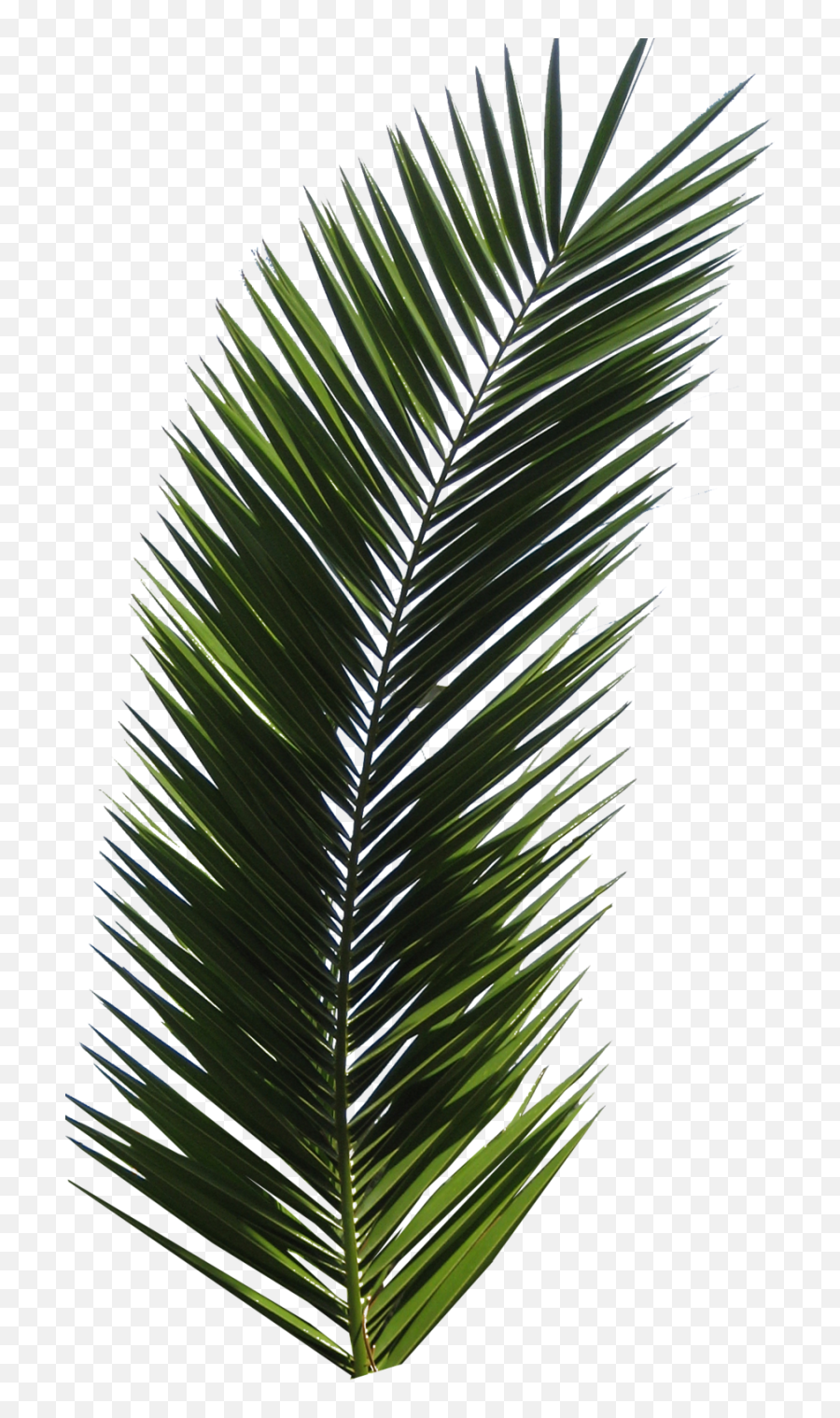 800x1512 - Real Palm Leaf Png Emoji,Download Emoji For Palm Trees