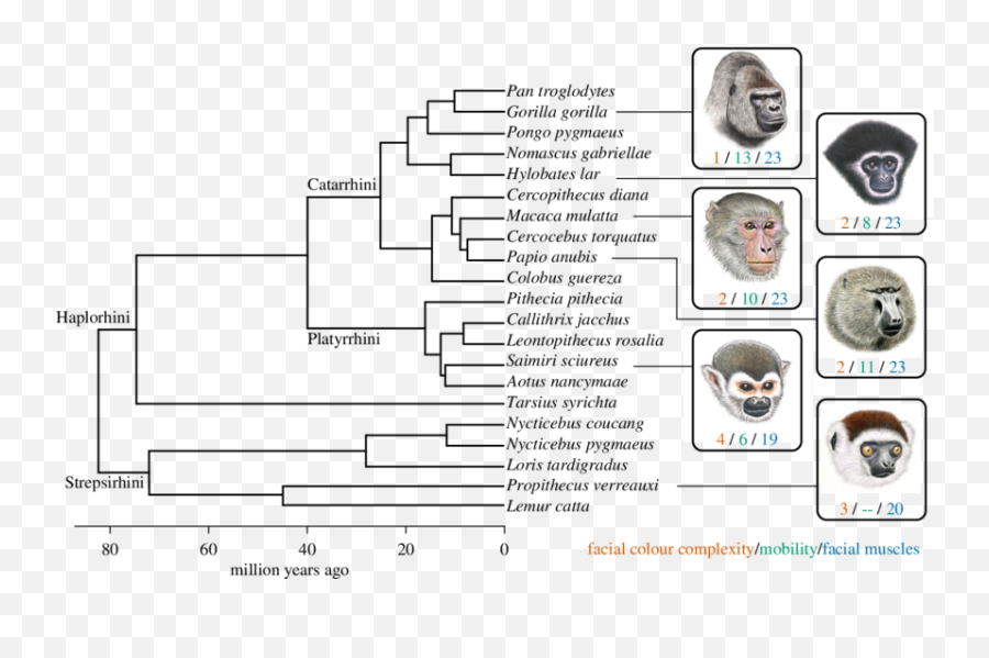 Phylogeny Of Species Included In This - Language Emoji,Gorrilla Emotions