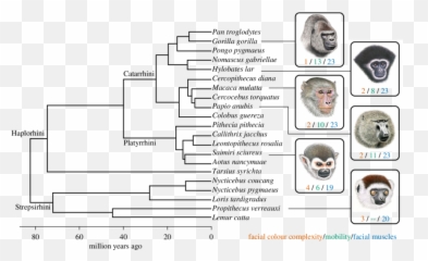 Phylogeny Of Species Included In This - Language Emoji,Gorrilla Emotions
