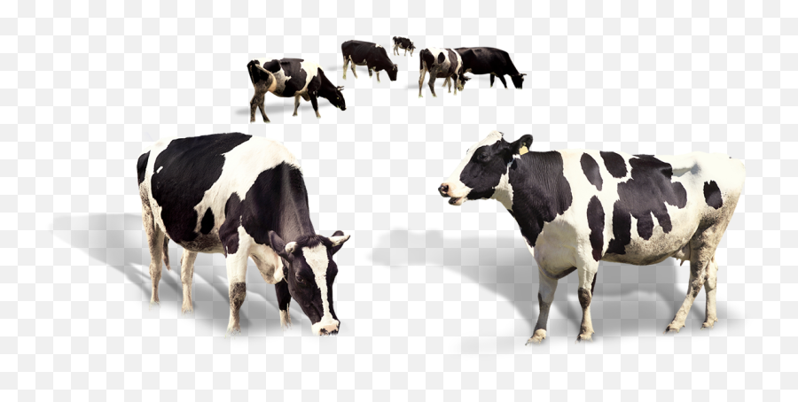 Taurus Cattle - Transparent Indian Cow Png Emoji,Taurus Emoji