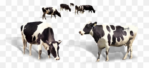 Taurus Cattle - Transparent Indian Cow Png Emoji,Taurus Emoji