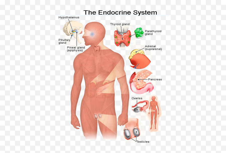 Parts Of Endocrine System Different Types Of Hormones And - Body Systems Are Involved In Homeostasis Emoji,Emotions And Chemistry Of Hormones