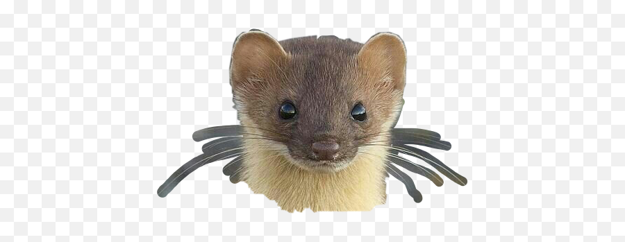 The Most Edited - Beech Marten Emoji,Weasel Emoji