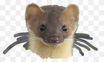 The Most Edited - Beech Marten Emoji,Weasel Emoji