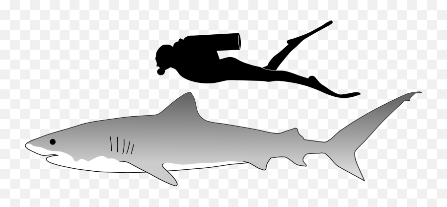 Sand Tiger Shark Sand Tiger Shark Great White Shark - Sharks Tiger Shark Compared To Person Emoji,Shark Emoji Facebook