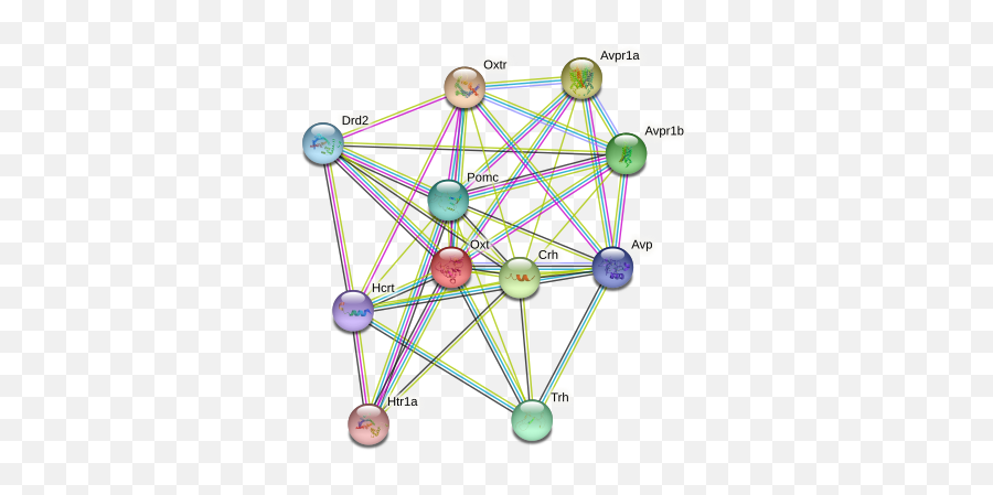 Oxt Protein Mouse - String Interaction Network Emoji,Emotion Support Gerbil