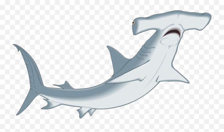 Smalleye Hammerhead Great Hammerhead Cartilaginous Fishes Emoji,(^^^) Shark Emoji