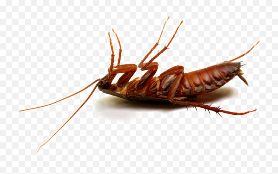 Cucaracha Png Hd Photo Png Mart Emoji,Cucarachas Emoji