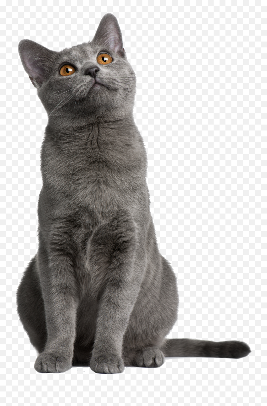 Cat Food Chartreux Persian Cat Abyssinian Cat Norwegian - Neck Brace For Cats Emoji,Cat Boot Emoji