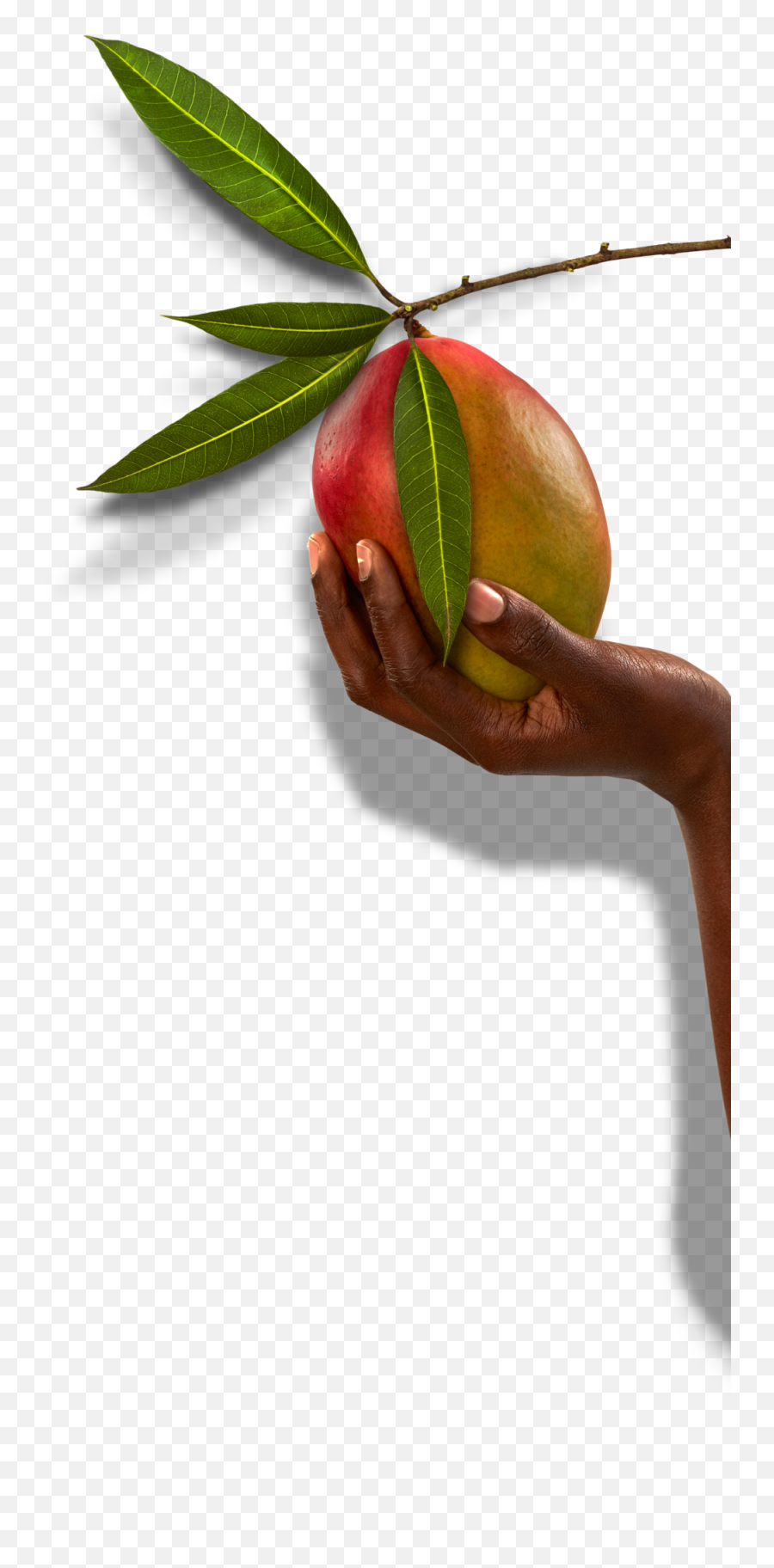 The Jali Fruit Co - Alphonso Emoji,Mango Emoticon