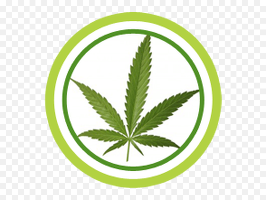 Quebec - Greenspotmexicocom Marijuana Leaf Emoji,Walgreens Emoji Pillows