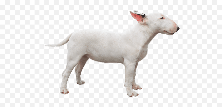 English Bull Terrier Puppy - Mini Bull Terrier Emoji,Bruno The Bear Emotion Pets