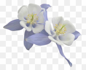 Nu - Colorado Blue Columbine Emoji,Gaura Summer Emotions