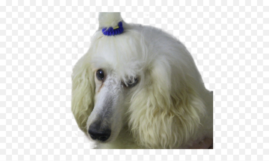White Poodle Png U0026 Free White Poodlepng Transparent Images - Poodle Emoji,White Fluffy Dog Emojis