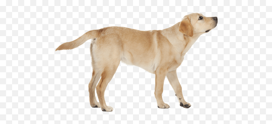 Labrador Retriever - Different Retrievers Emoji,African Wild Dog Ears Emotions