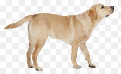 Labrador Retriever - Different Retrievers Emoji,African Wild Dog Ears Emotions