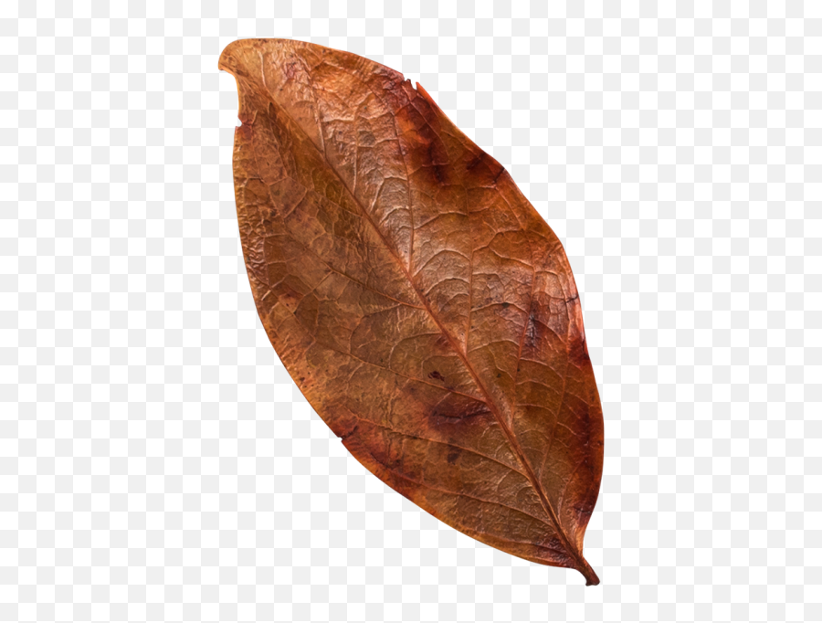 Decorative Leaf Transparent Png Image - Freepngdesigncom Twig Emoji,Pngs Emojis Leaf