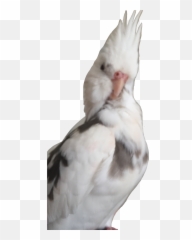 Offended Offensive Birb Birbs Bird - Soft Emoji,Birb Emoji