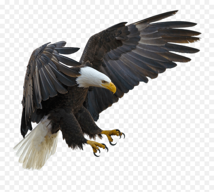 Baldeagle Eagle Bird Sticker Emoji,Bald Eagle Emoji