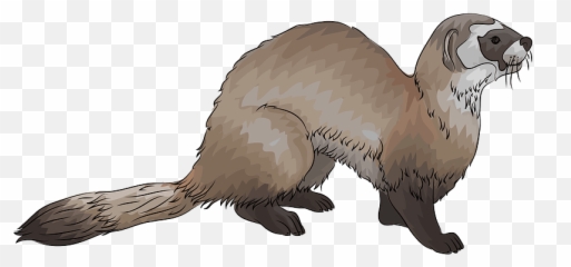 Black - Doninha De Patas Negras Emoji,Weasel Emoji