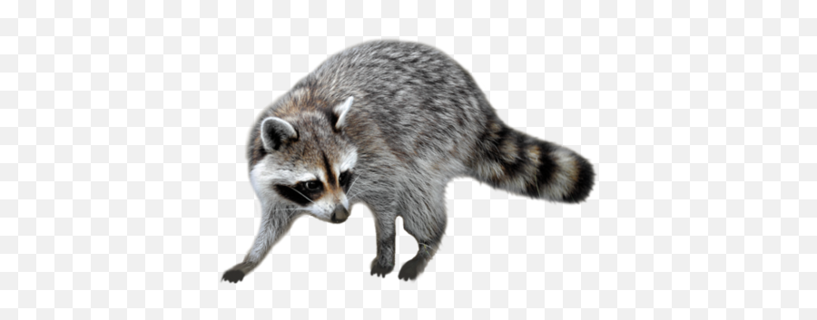 Most Viewed - Free Png Images Starpng Emoji,Racoon Emoticon