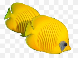 Peces Pets Petsandanimals Pez Sticker By Miyka1262 - Butterflyfishes Emoji,Pez Emojis