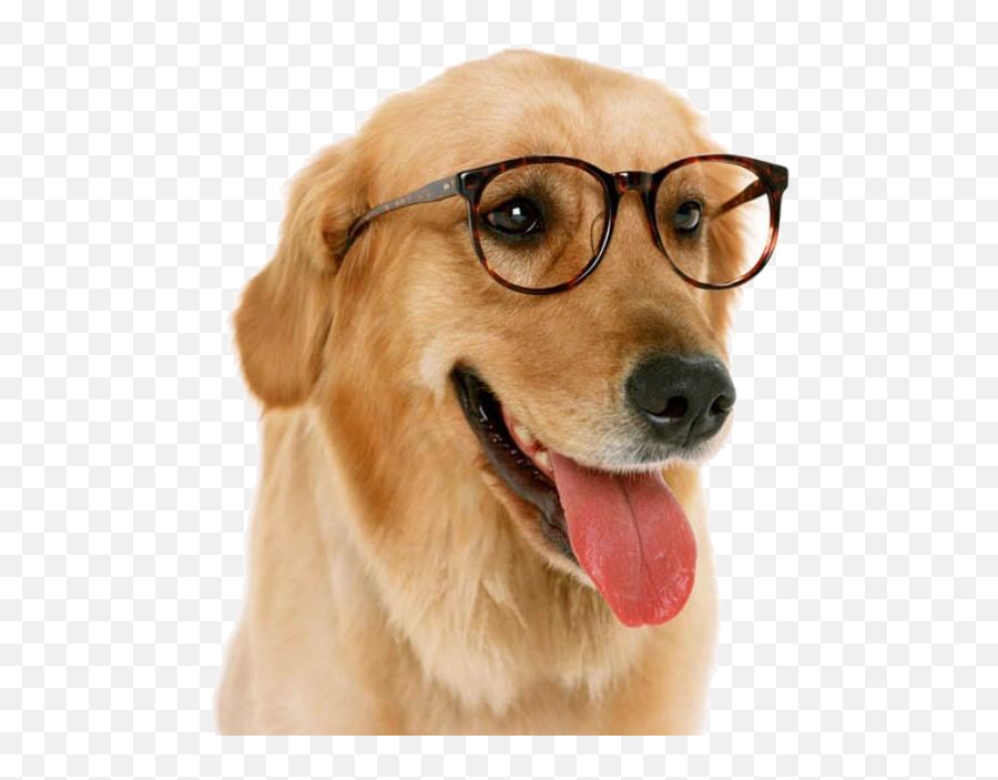 Dog Glasses Fashion Accessories Sticker By Feanor - Dog Wearing Glasses Background Emoji,Dog With Glasses Emojis