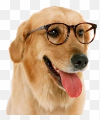 Dog Glasses Fashion Accessories Sticker By Feanor - Dog Wearing Glasses Background Emoji,Dog With Glasses Emojis
