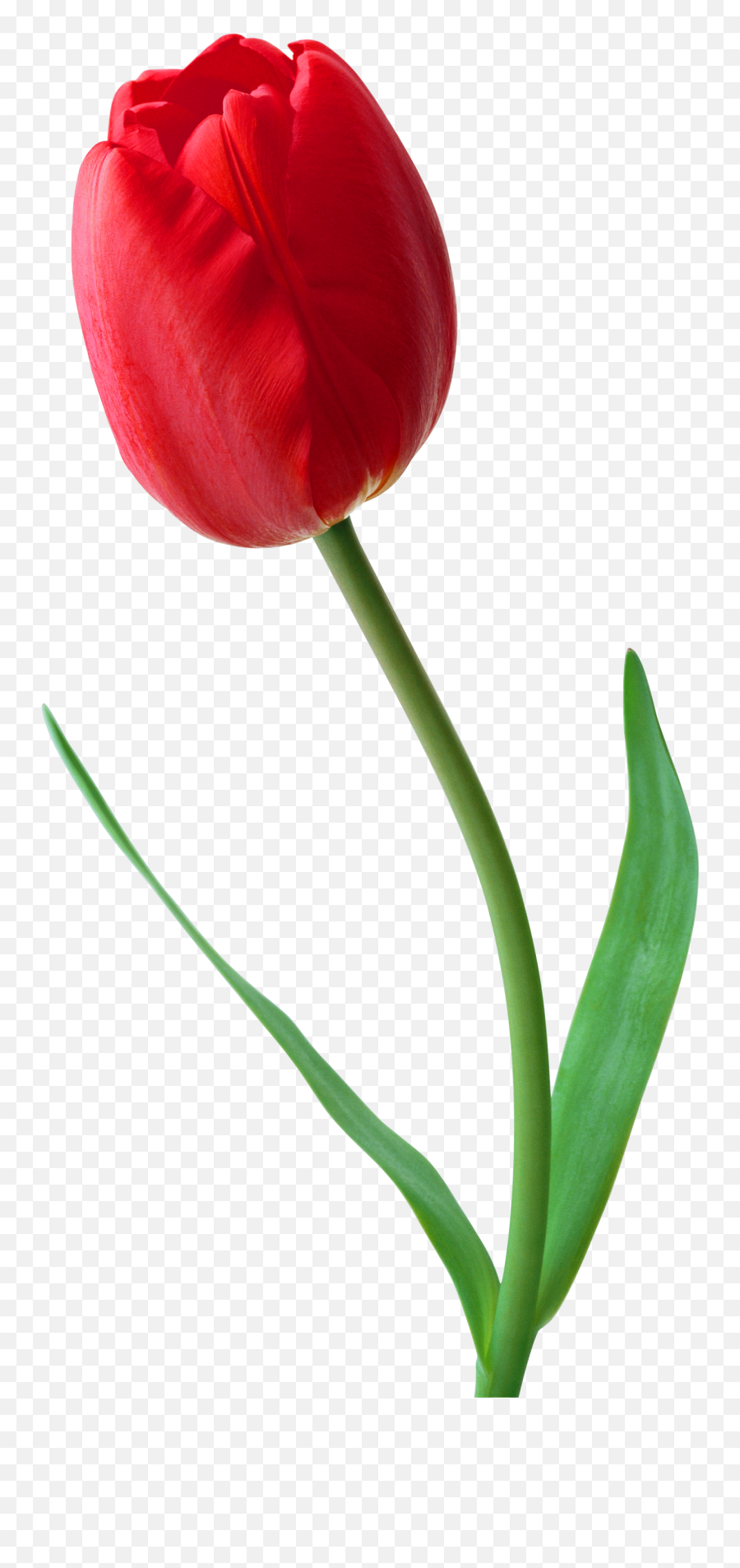 Tulip Flower Desktop Wallpaper Clip Art - Red Tulip Png Emoji,Tulip Emojis