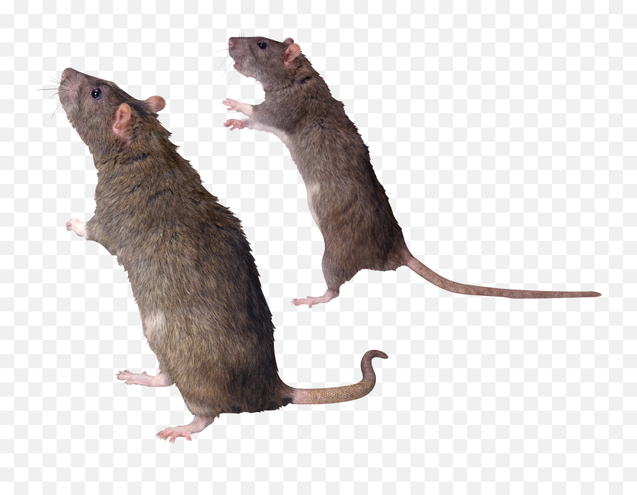 Png Images Rat And Mouse - Rats Png Transparent Emoji,Rat Faces Emotions