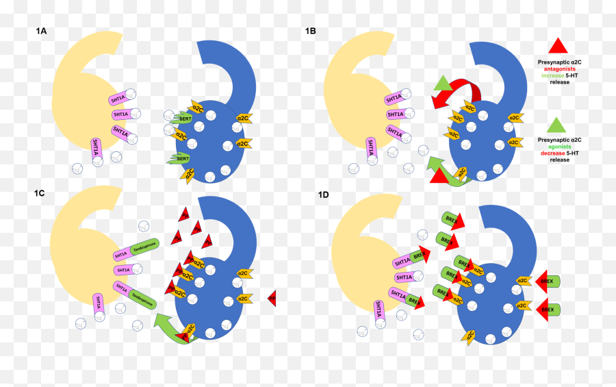 Journal Of Integrative Neuroscience - Dot Emoji,Facial-feedback Hypothesis Of Emotion