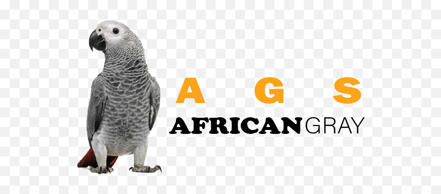 African Grey Parrots For Sale - Parrot Black And Gray Emoji,African Grey Sensitive Emotions