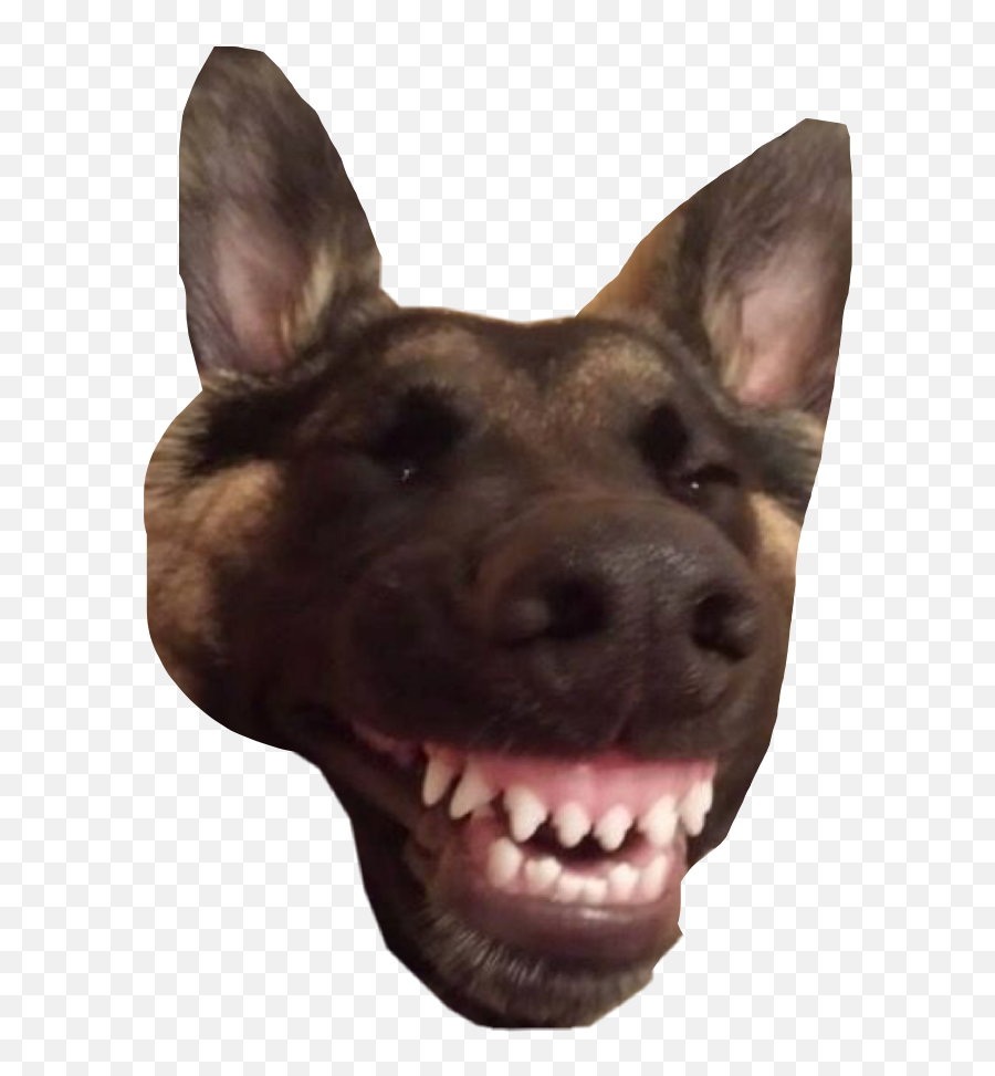 The Most Edited Doggomemes Picsart - Dog Laugh Meme Emoji,German Shepherd Emoji Android