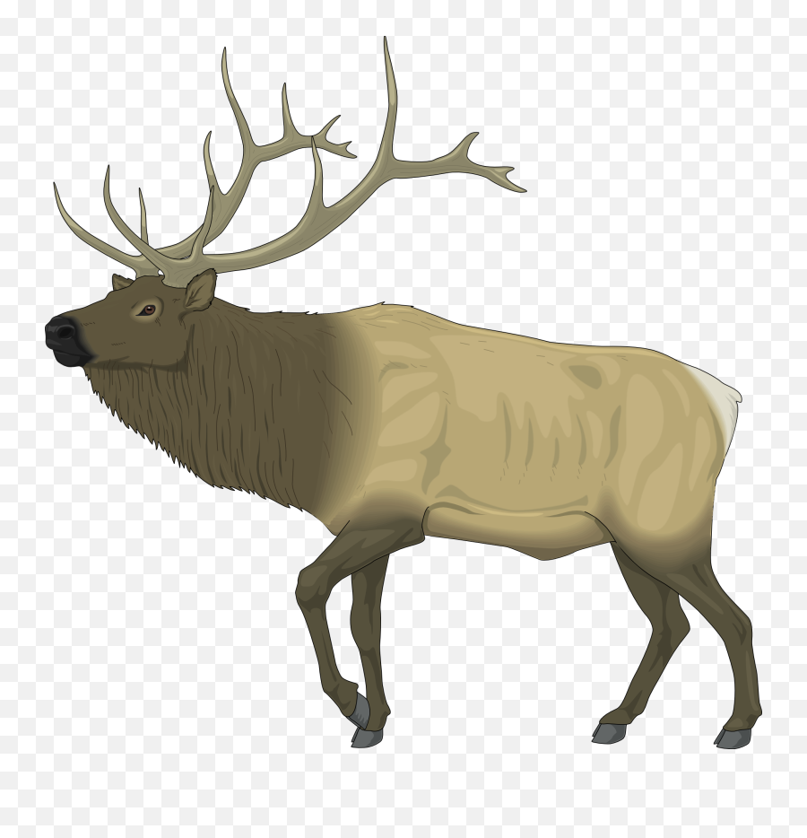 Free Photo Funny Mammal Deer Moose Brown Antler Animal - Max Elk Clip Art Emoji,Moose Emoji